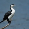 Kormoran pestry - Phalacrocorax varius - Pied Shag - karuhiruhi 4350